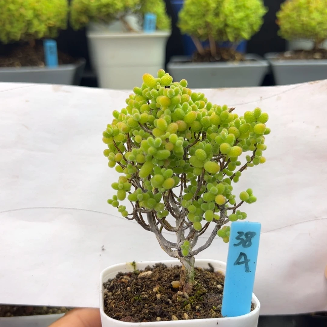 精控金桔小树38号