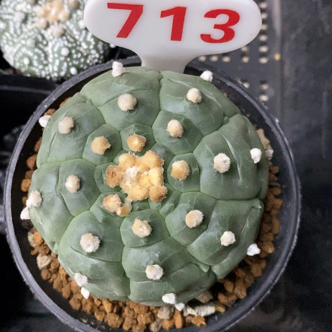 莹***枝713福利特价来了打榜