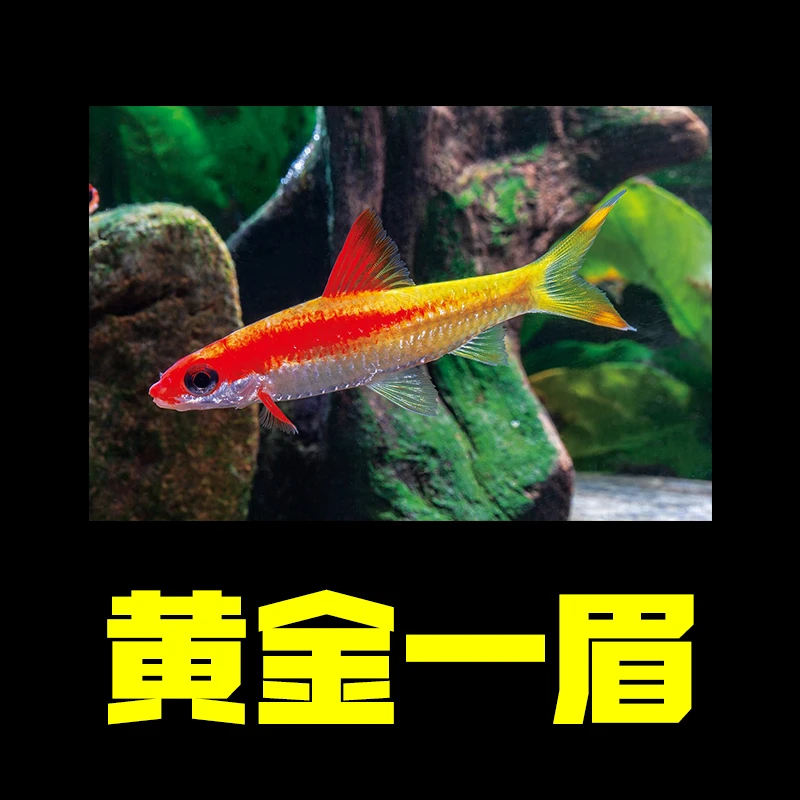 【黄化一眉道人淡水混养观赏水宠】观赏鱼鱼观赏鱼热带鱼