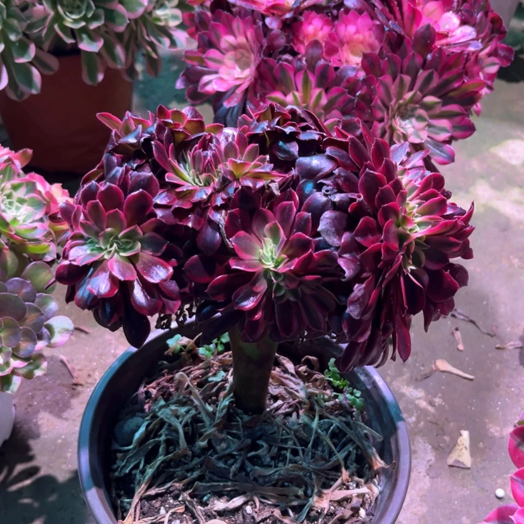 多肉植物美杜莎缀621