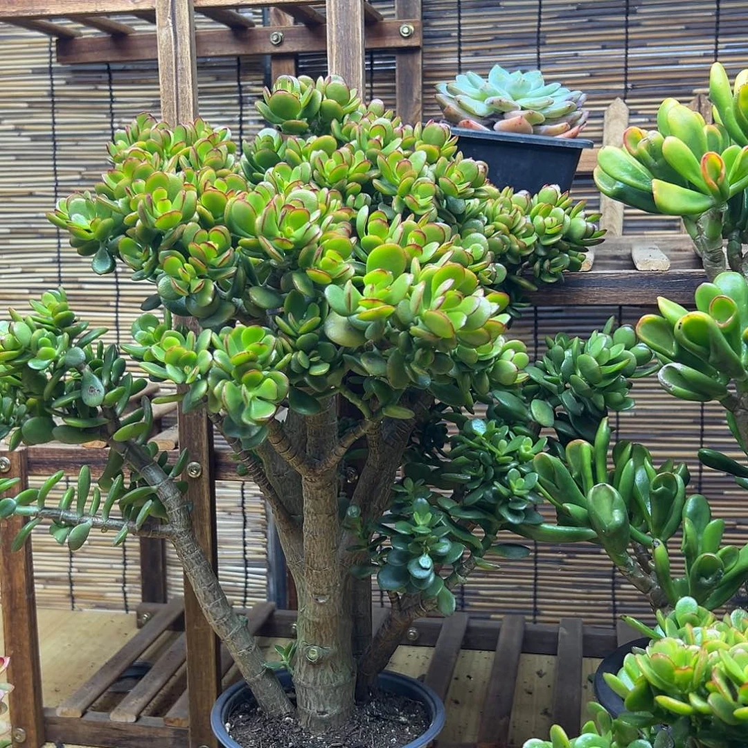 姬红花月 一物一拍