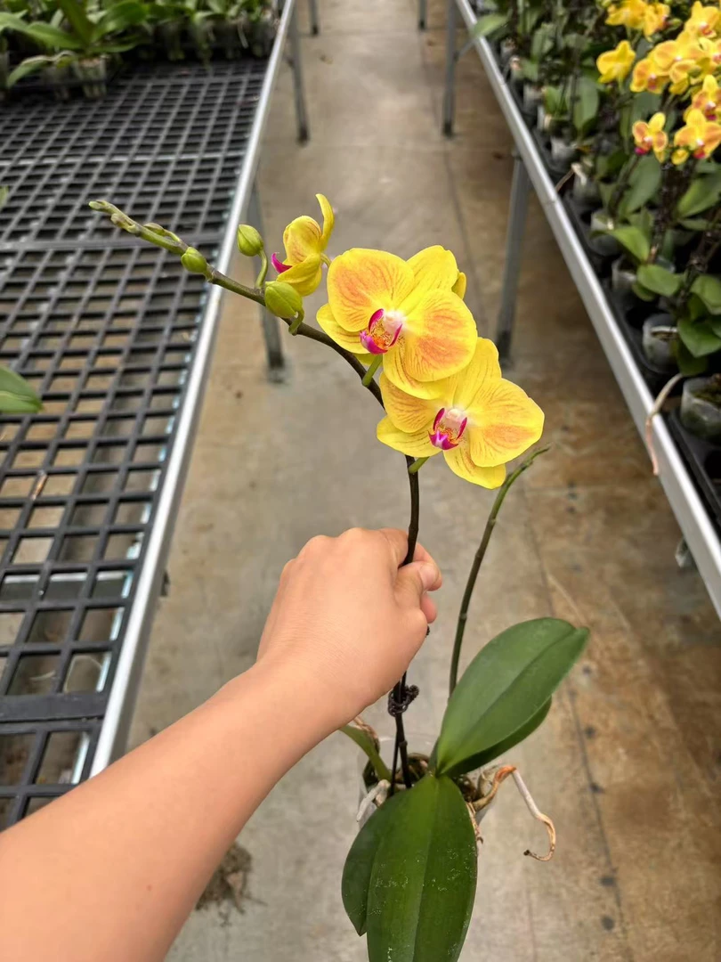 好吉利蝴蝶兰，单颗