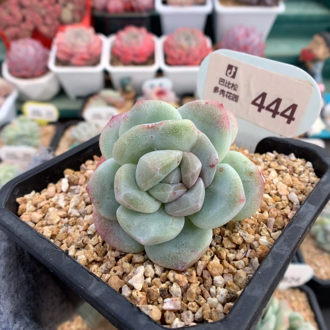 444双头冰玉石化一头阴阳脸