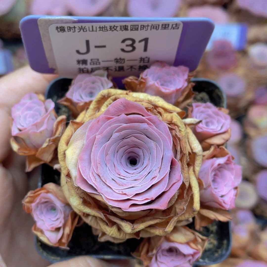 山地玫瑰J31满38包邮裸根发货