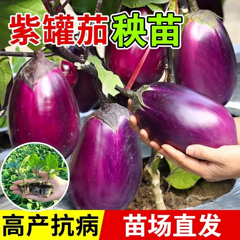 牛心茄子苗秧苗种子灯泡茄苗特大牛心茄四季盆栽高产四季蔬菜种子