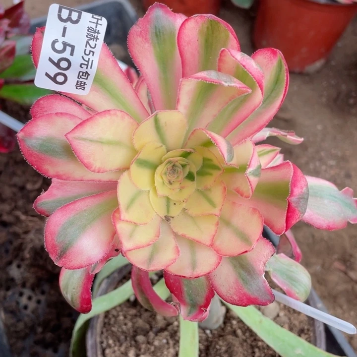 599爱丽思嫁接多肉12345688