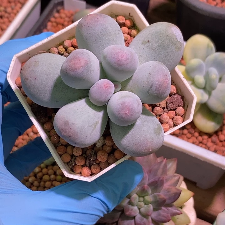 米可奶酪多肉植物