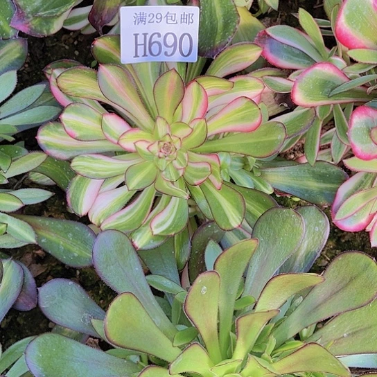 国***?690花蝴蝶多肉植物