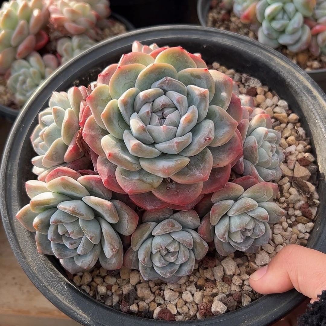 9头无砍粗腿哈哈哈哈