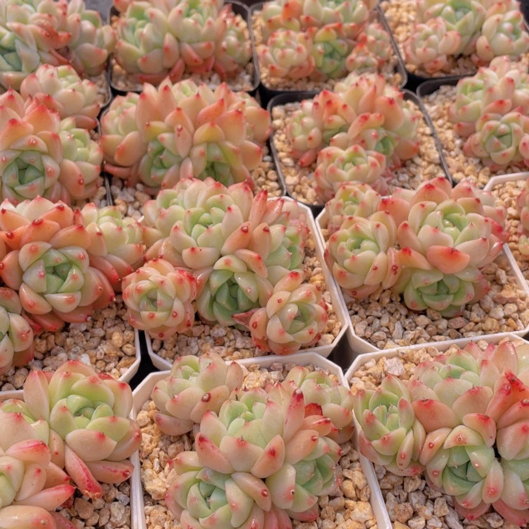 量拍10号 西施佳人大群生五头起一个