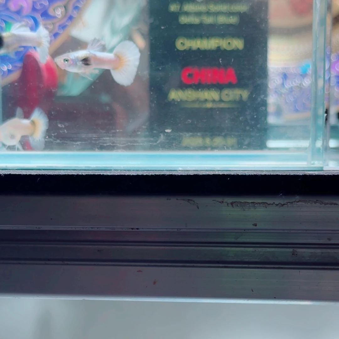 孔雀鱼两对白月光象耳