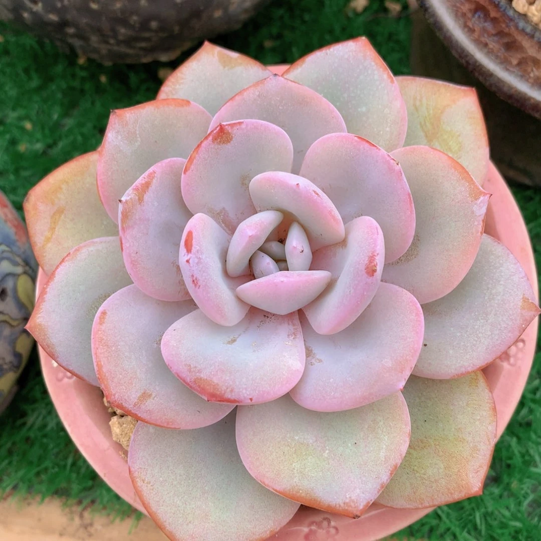 奶茶11 公分一物一拍