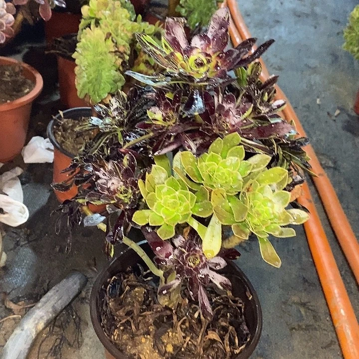 水墨丹青7多肉植物法师法师