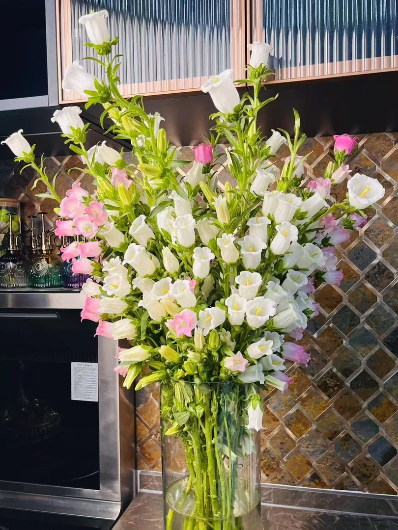 【混色风铃鲜花】新鲜采摘风铃花云南鲜花基地直发家用鲜花