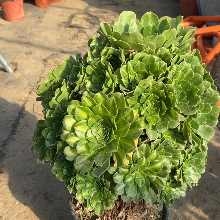 翡翠琉璃多肉植物66