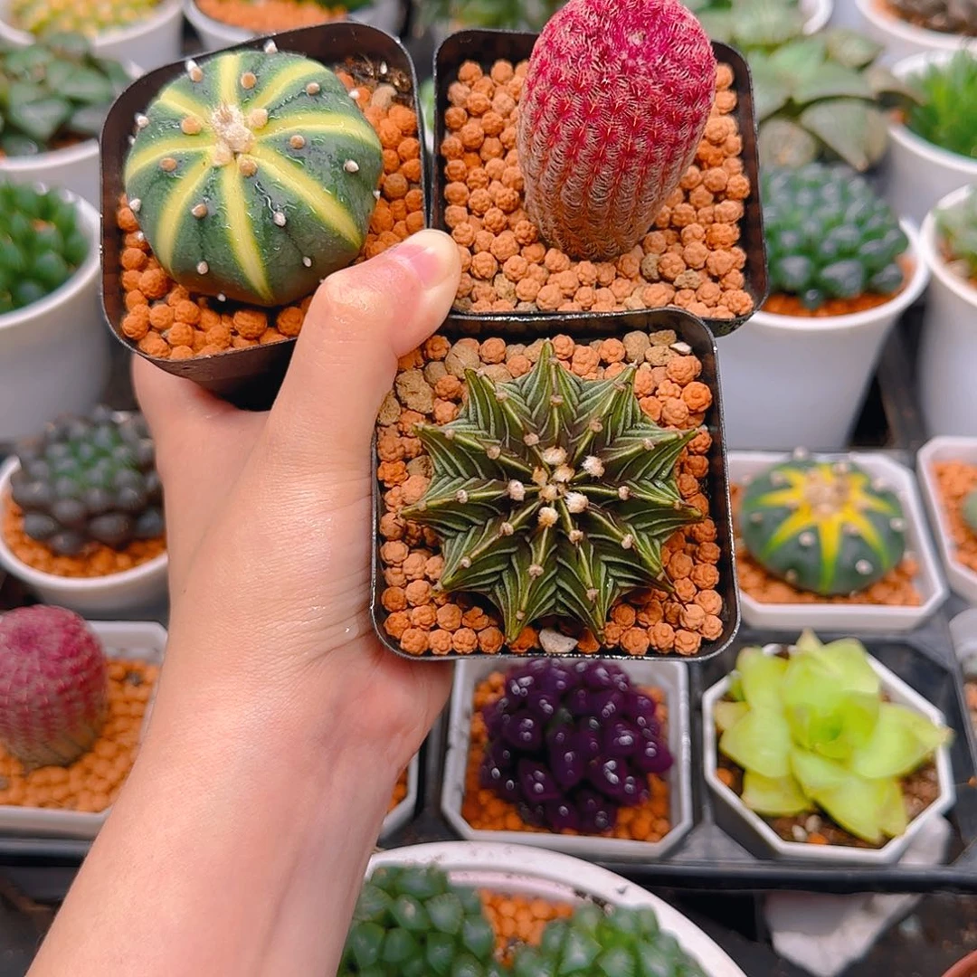 南瓜球，肋骨，红太阳，原盆