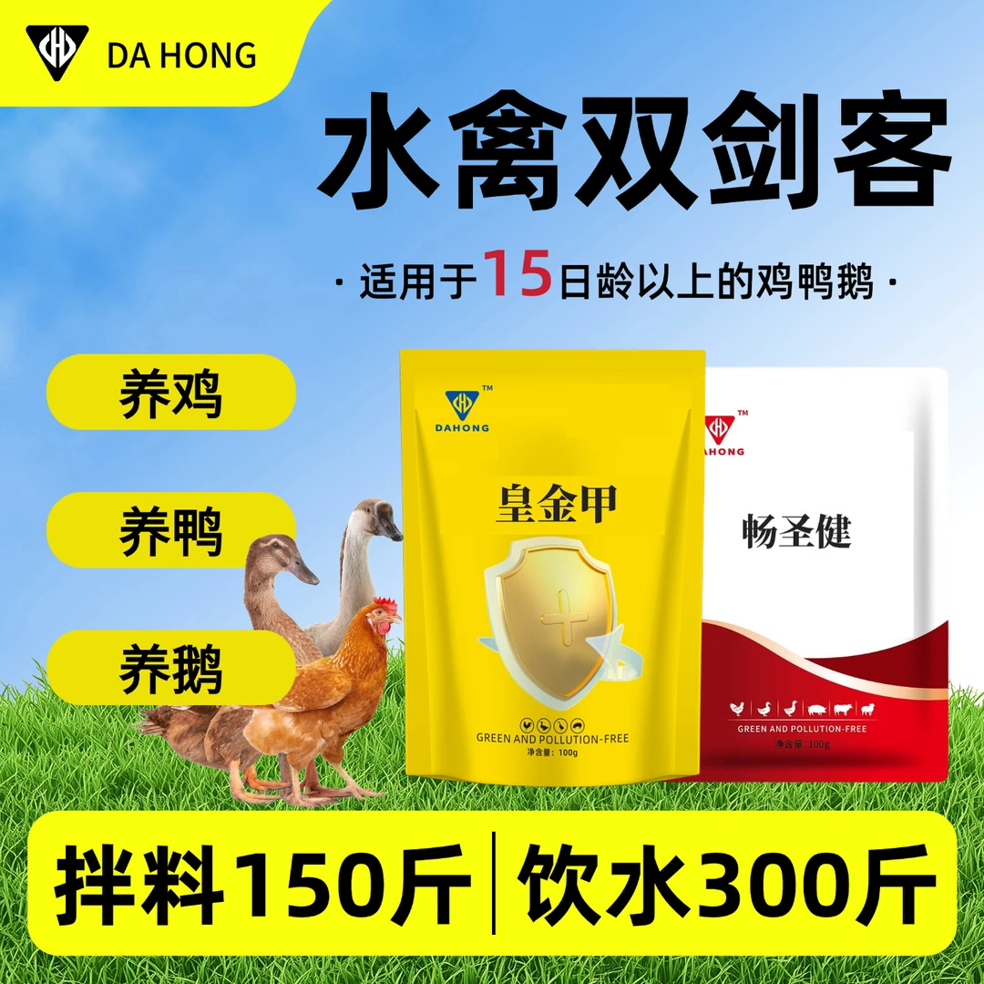 水禽双剑客鸡鸭鹅家禽养殖农村散养鸡鸭鹅扭头转圈软腿软脚