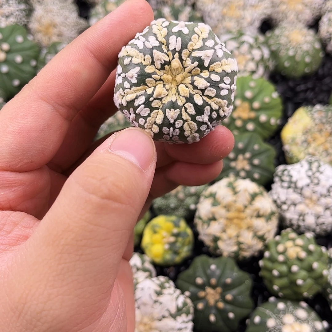 哈哈哈哈哈哈哈ｖ兜兜