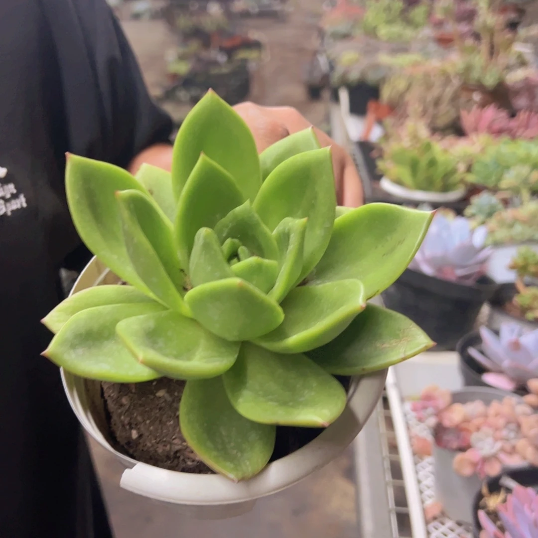 翠花大单头老桩多肉