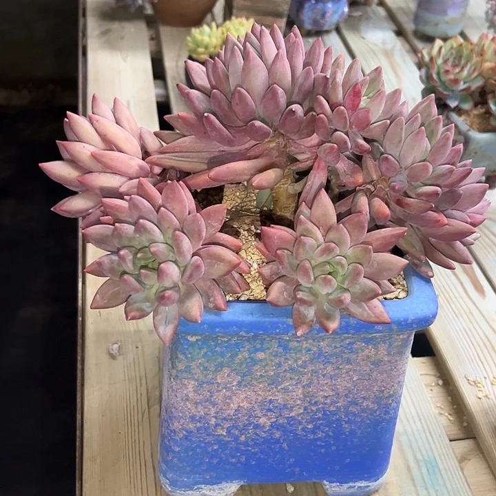 এ***а红蜻蜓有伤38 零零多肉植物