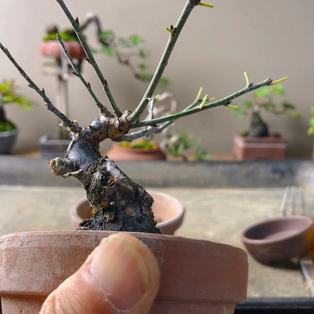米***鼬无花朵梅花开富贵吉祥图案