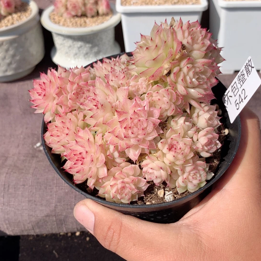 542麦秆群不包整散