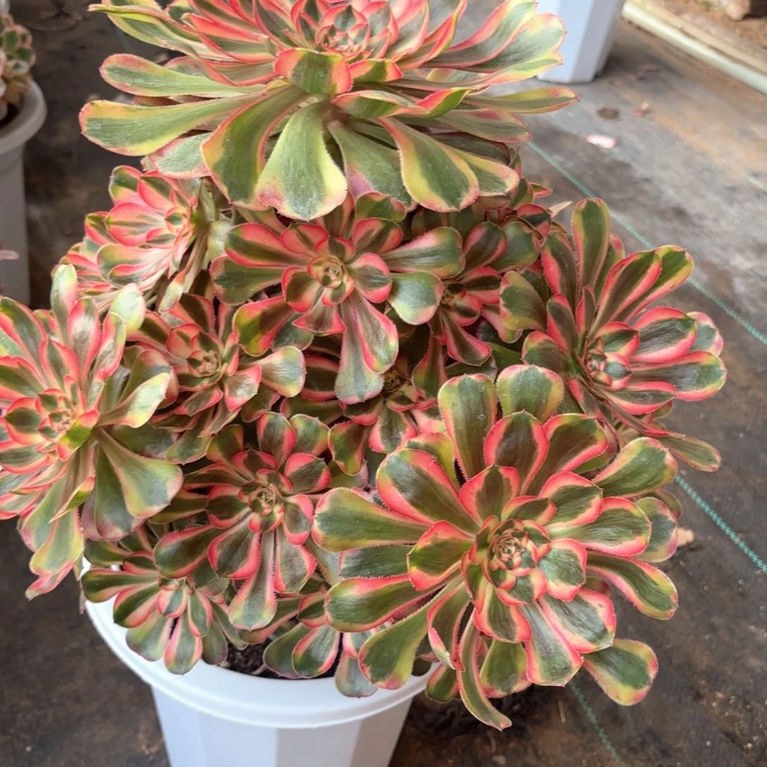 全部花朵欣***友7初恋多肉植物