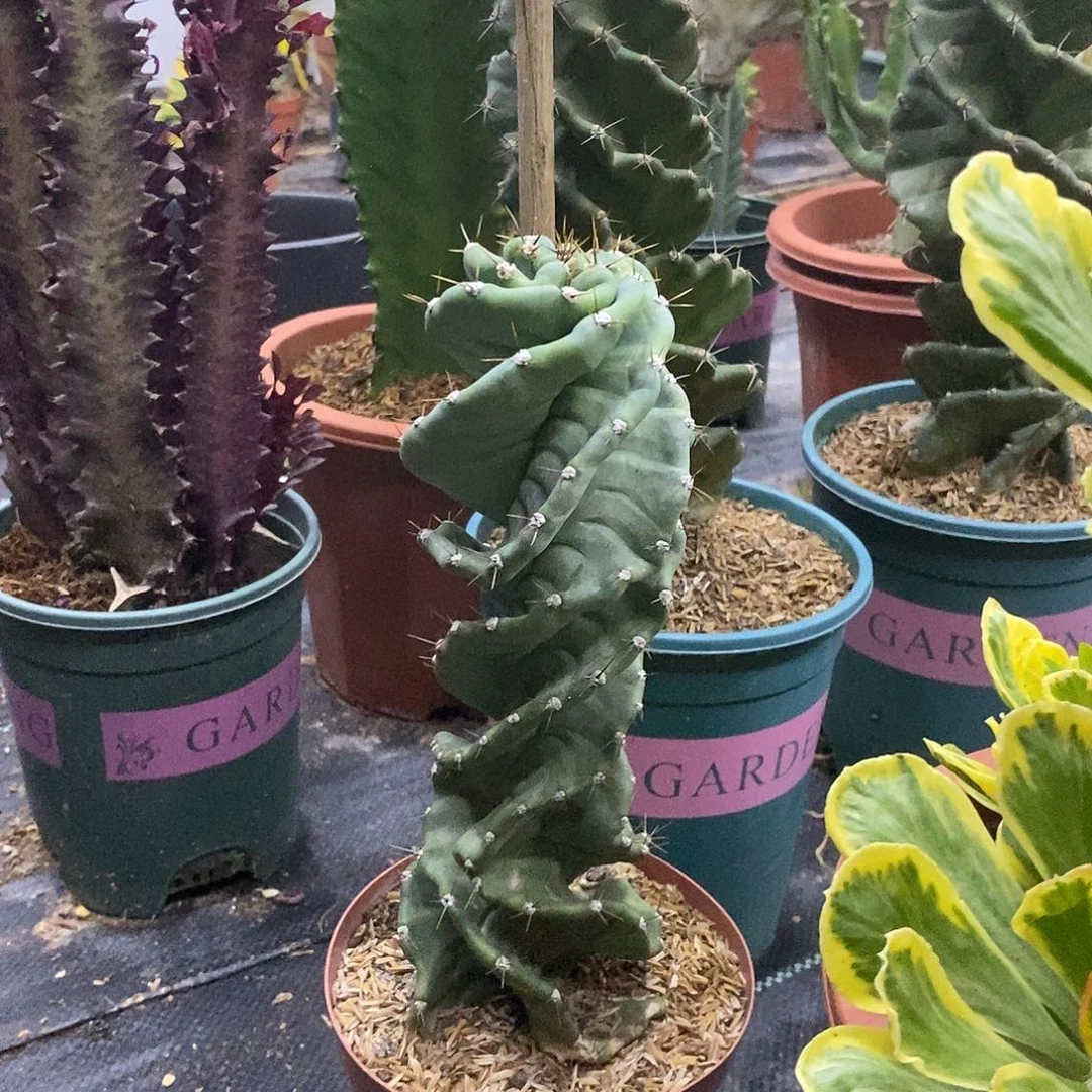 龙卷风一物一拍一