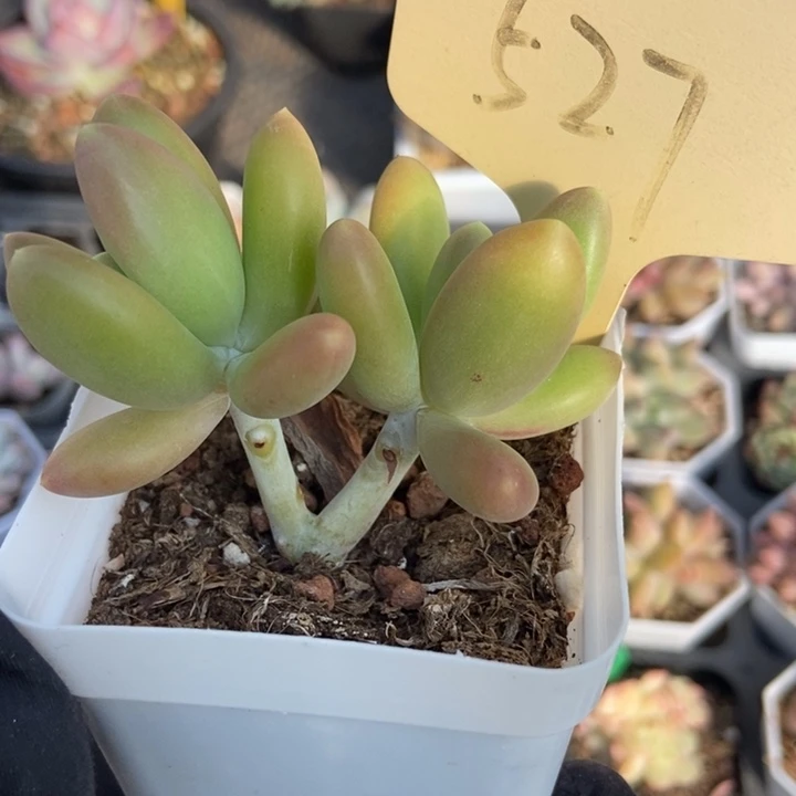 527芒果奶多肉植物