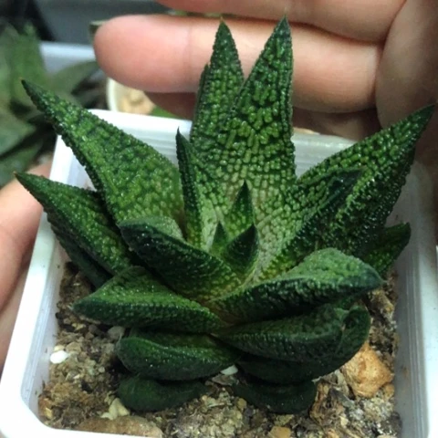 大理石女王带盆发货哈哈哈哈