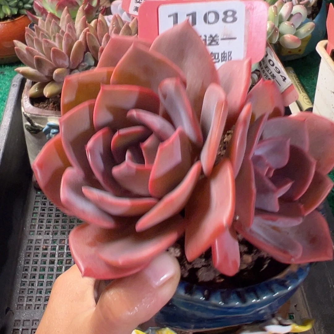 表妹精品多肉植物1108.