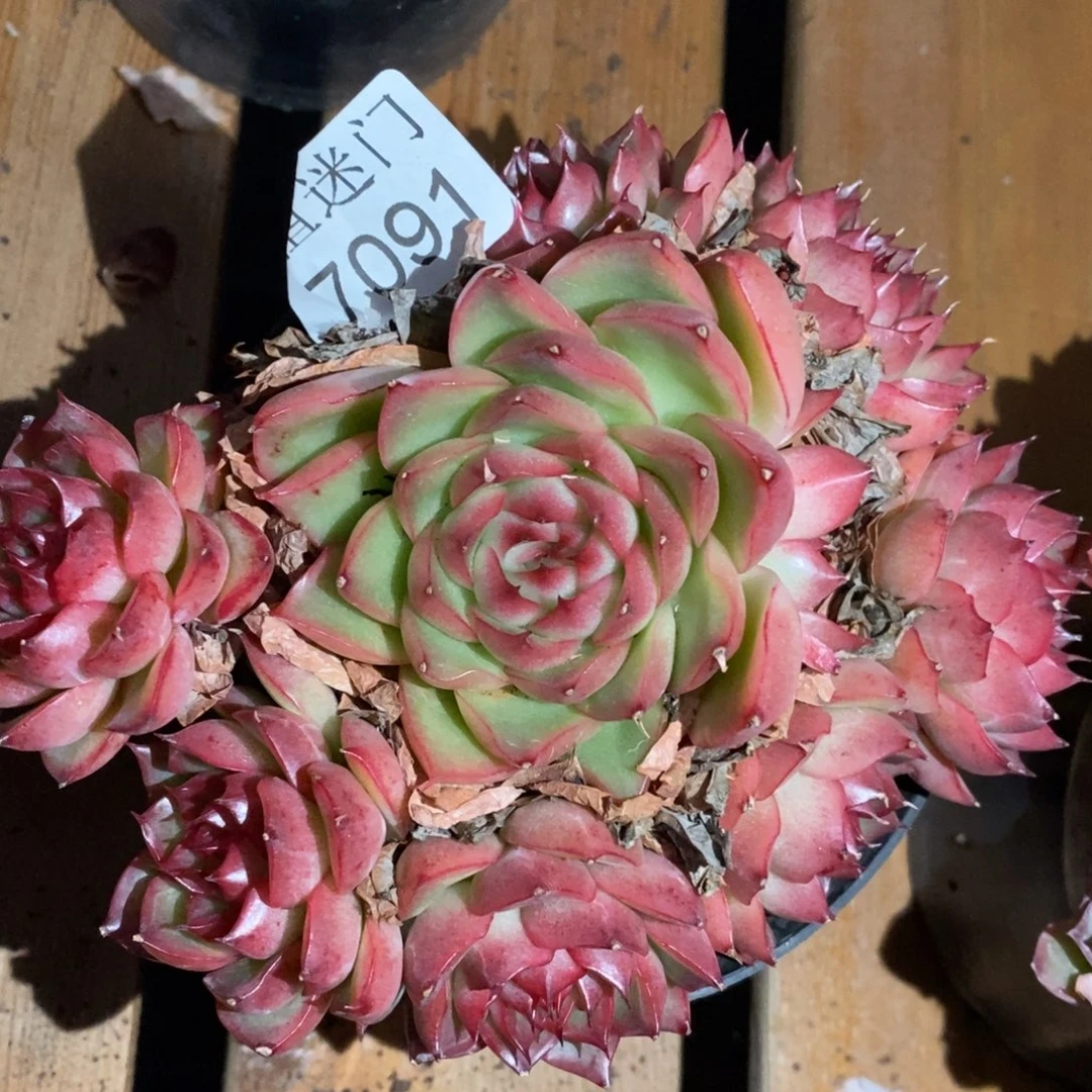 简***爱杂交精品多肉7091~12厘米