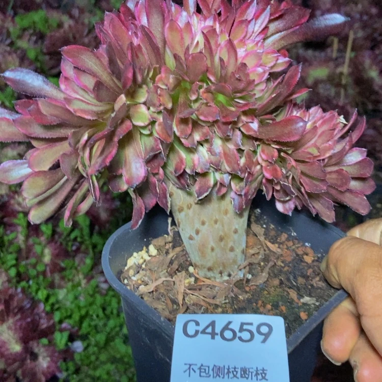 【闪购商品】4659多肉