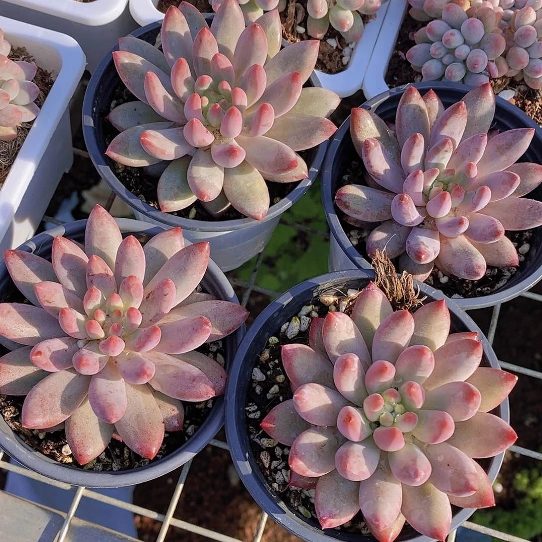 23- 紫虞美人单头一颗量拍