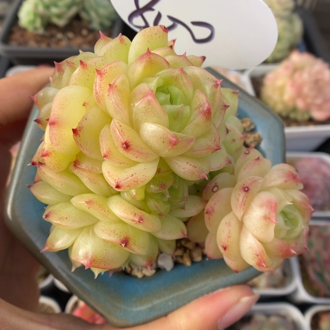 蜜蜡麦秆群生800号