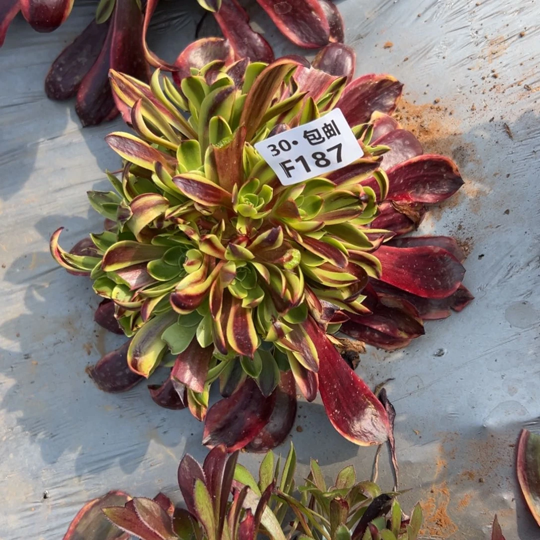 187 欧嘉莉多头法师