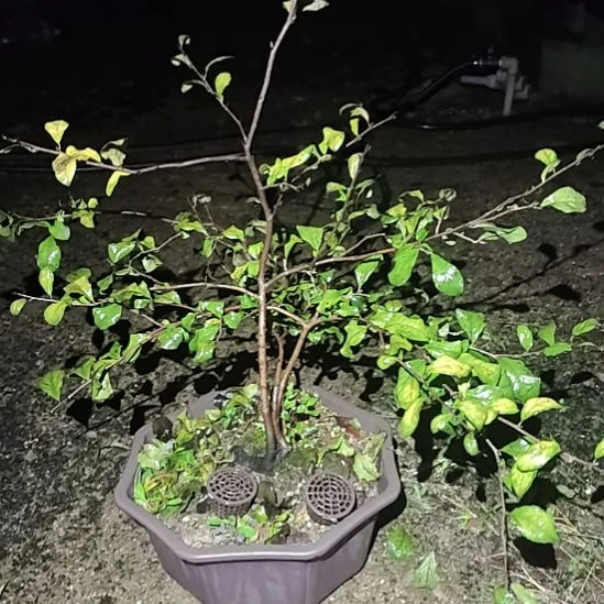 P***p完全开放老鸦柿树苗