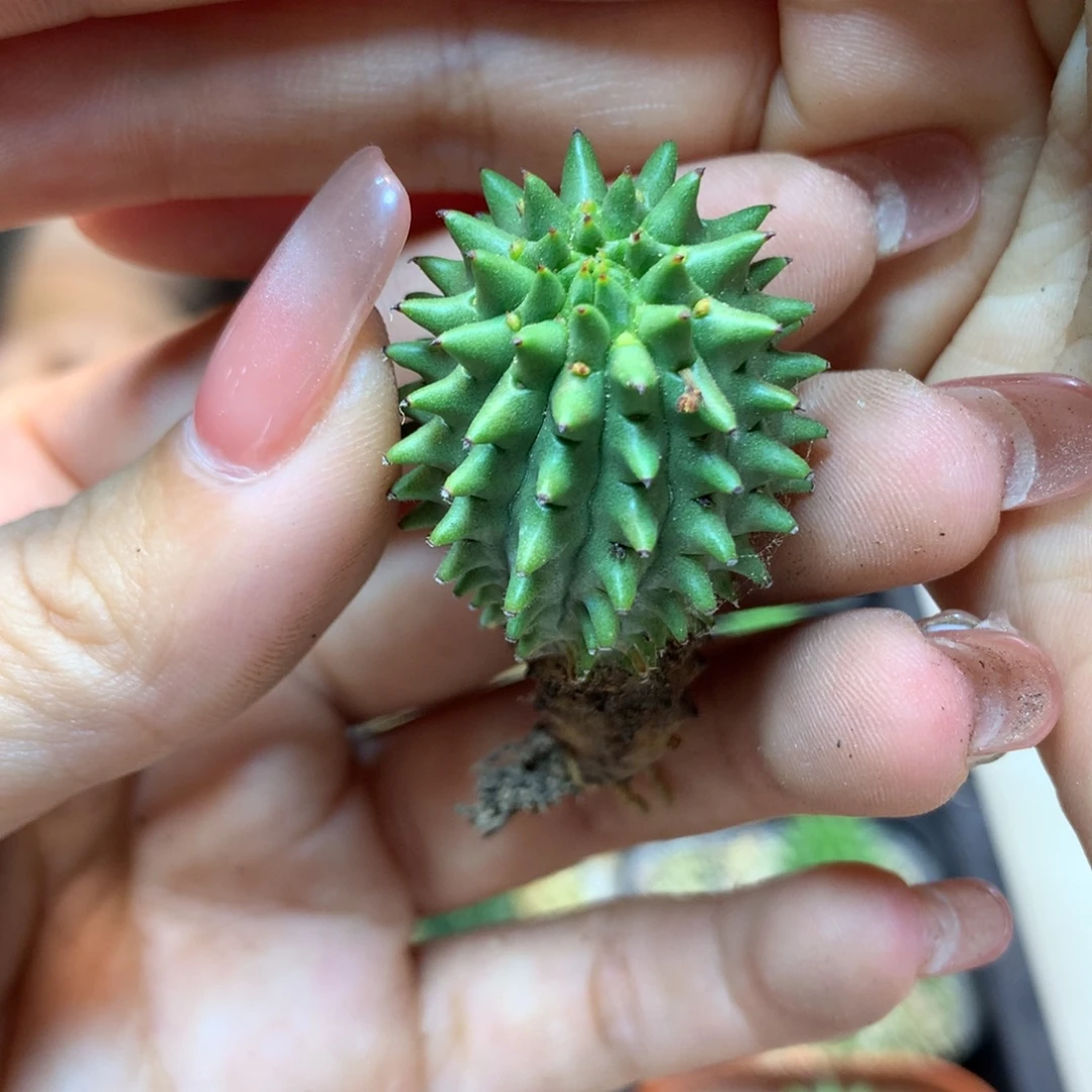 自根 海胆 大戟 2.5公分起发