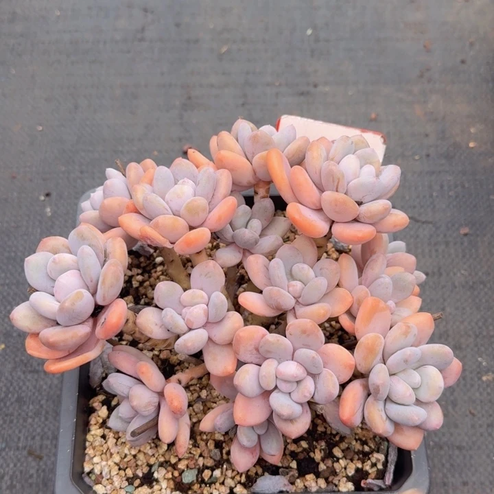 三明治美人425多肉植物