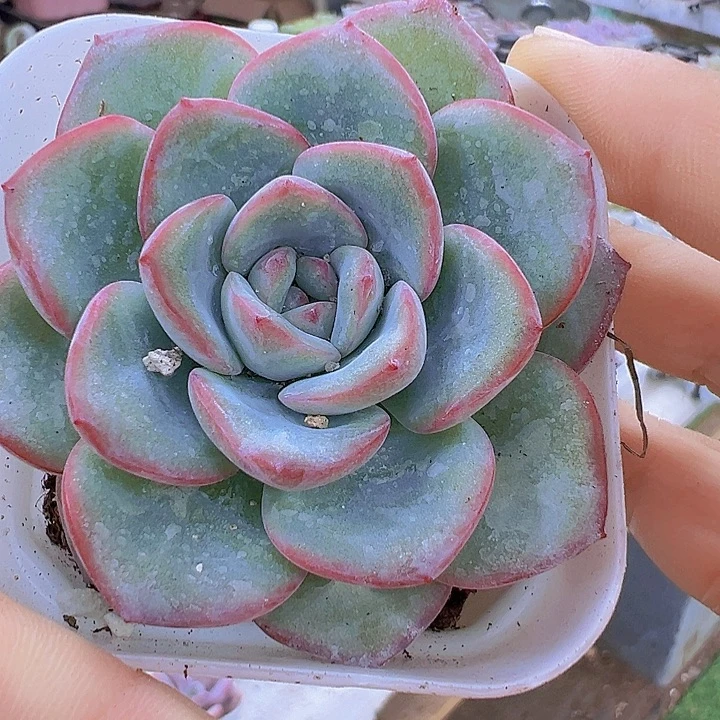 奶油泡芙带盆19包邮多肉