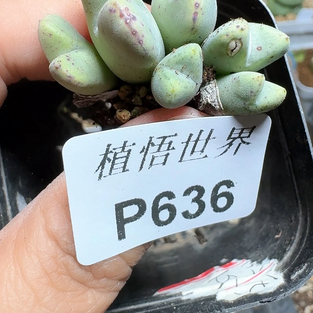636号多肉植物哇f g