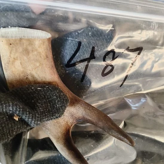 飞***翔鹿角鹿角鹿角鹿角鹿角鹿角