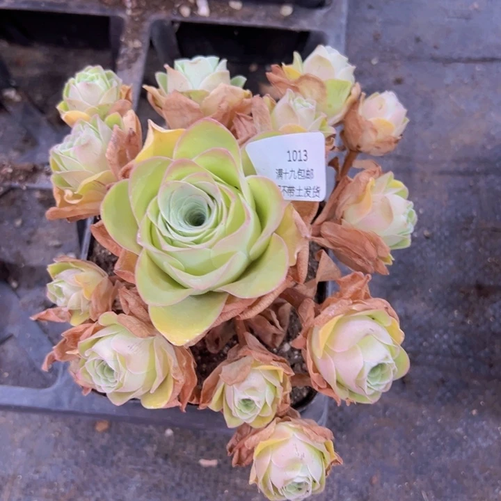 1013 裸根不带土发货不包损