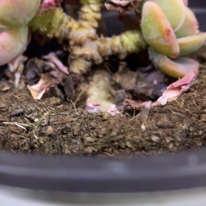 蓝*一物一拍绮罗多肉198