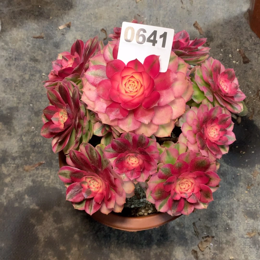 荔枝641法师多肉植物4500000