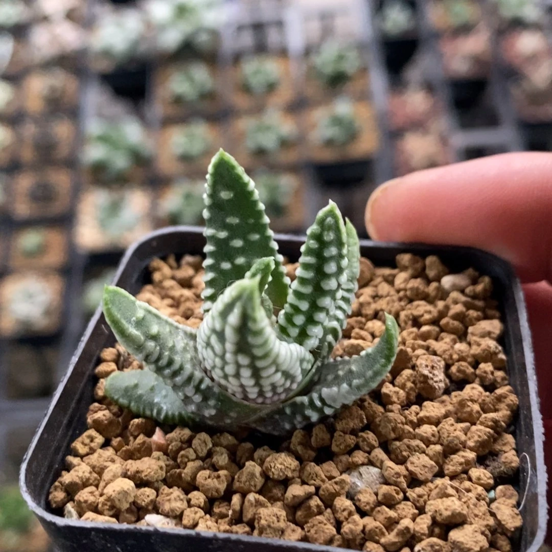 地上星硬叶一颗 新年福利