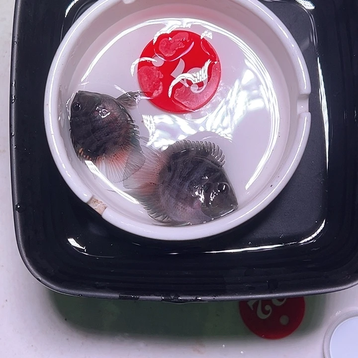 鹦鹉鱼5号，摩卡一对
