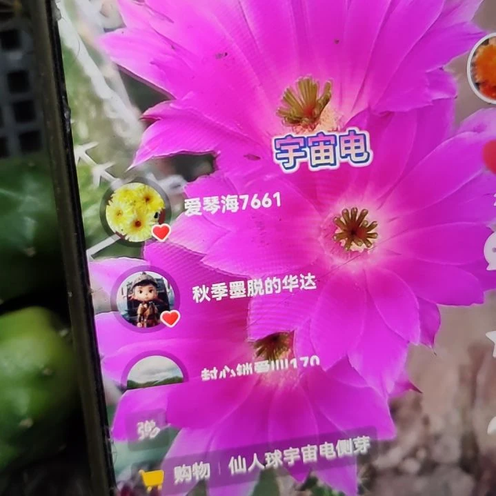 仙人球宇宙电侧芽