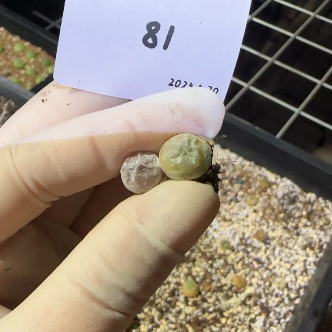 会****球多肉多肉多肉5.30-081