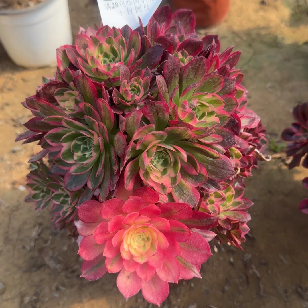 999号海王母本清棚不包损